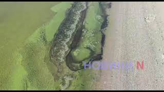 В Южном Буге кто-то разлил нефтепродукты — к берегу в Николаеве прибило нефтяную пленку (видео)