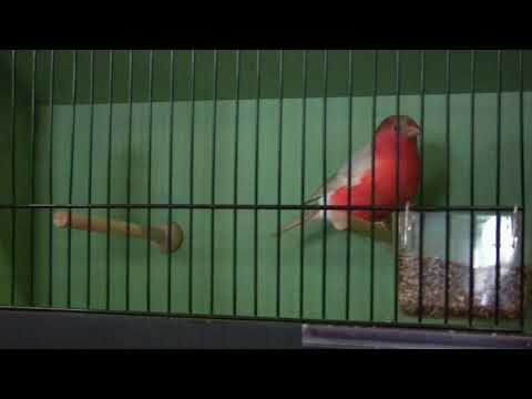 Deutsche Meisterschaft 2018 DKB-Vogelschau. Dompfaff 1,0 braun pastell.