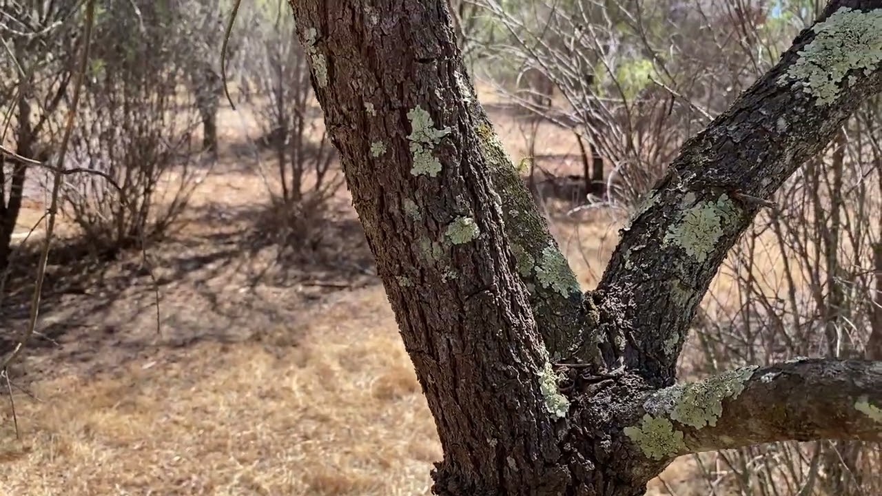 Australian Sandalwood Plantation