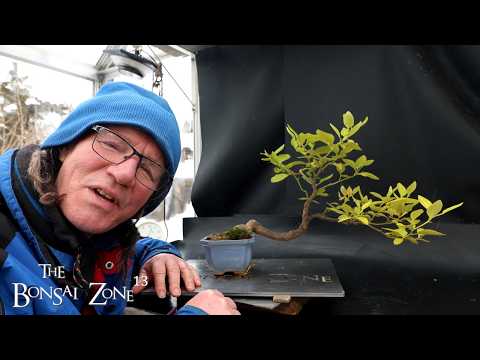 Pruning My Cascade Lemon Tree, The Bonsai Zone, Feb 2026