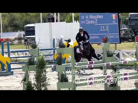 Djoko Z- 2016 Stallion (Dominator Z X Darco)