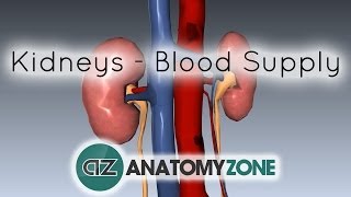 Blood Supply to the Kidneys 
