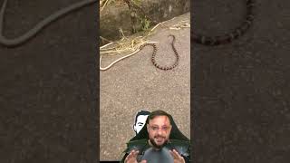 Cobra-coral comendo outra cobrinha em Porto Alegre RS? #biologohenrique #animais #biologo