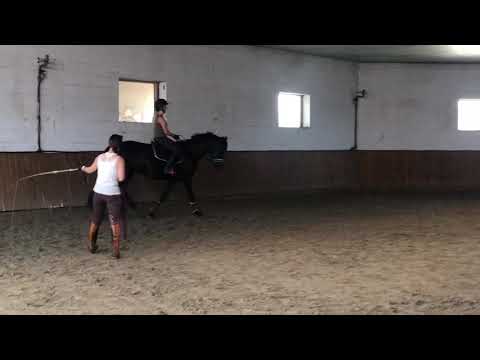 Fürstenball x Hohenstein Wallach 4 Jahre