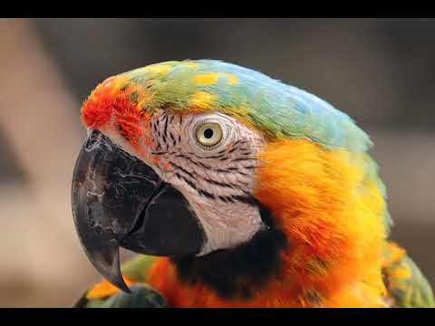 Minyo San Kyoku - Doug Maxwell Zac Zinger