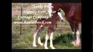 TELL OLD BILL   TRADITIONAL  DAVE VAN RONK