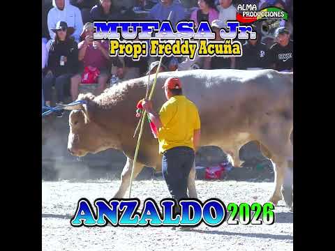 Toro Tinku de ANZALDO 2026 T5A "Alemán-MufasaJr".#shortsviral  #almaproduccionesbolivia #tradiciones