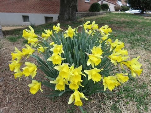 download lagu mp3 mp4 Jonquil Flower, download lagu Jonquil Flower gratis, unduh video klip Jonquil Flower