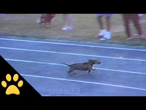 Dog Cheats In Dog Race To Win Video