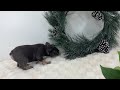 French Bulldog dogs for sale: Champ - Video 1