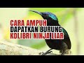 Download Lagu SUARA KHUSUS PIKAT BURUNG KOLIBRI NINJA KONIN - TERBARU part.1 Mp3 Free
