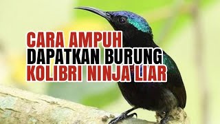 Download lagu SUARA KHUSUS PIKAT BURUNG KOLIBRI NINJA TERBARU pa... mp3