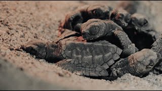 El nacimiento de las tortugas marinas | Fragmento de Almas de Arena