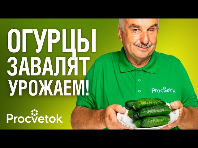 ОГУРЦЫ БУДЕТЕ СОБИРАТЬ ВЕДРАМИ, если знаете эти секреты посева!