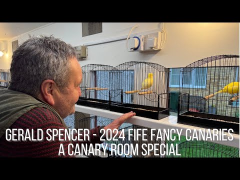 Gerald Spencers Fife Fancy Canaries - A Canary Room Special