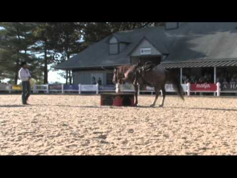 Tommie Turvey stunt and trick horse Blade