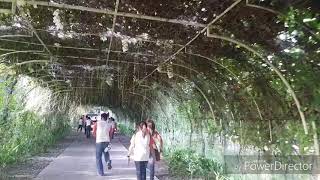 preview picture of video 'Carcar City's Heritage Tour in Garin Farm Iloilo 2018'