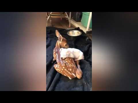 😄➡Animals love each other⬅😄