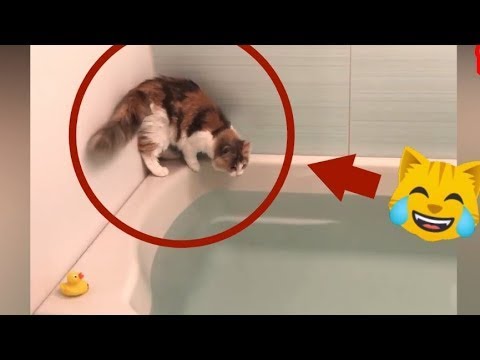 Funniest 🐶 Dogs and Cats - Awesome Funny Pet mudhol dog 😇