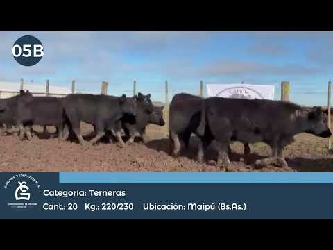 Lote Terneras - Maipu Bs As