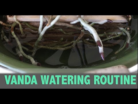 Vanda Watering Routine - How Long Should I Soak My Vandas?