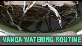 Vanda Watering Routine - How Long Should I Soak My Vandas?