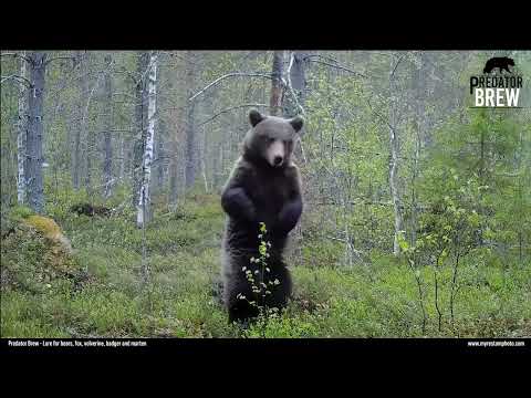 Rovdjurslockmedlet Predator Brew från Myrestam Photo