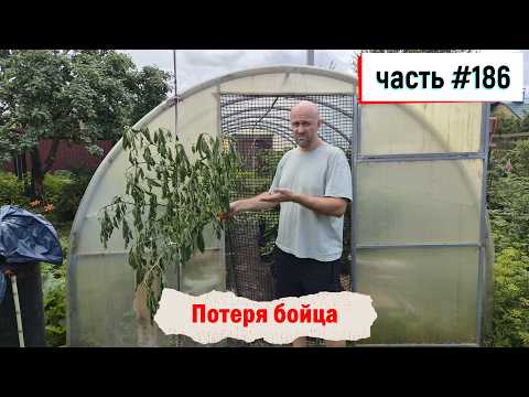 фото острый перец - свежие плоды carolina reaper 0