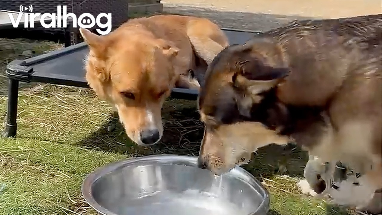 Wrong Way to Drink Water || ViralHog
