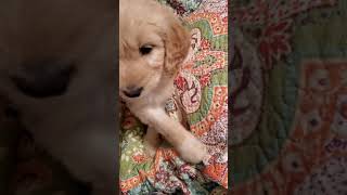 Video preview image #1 Goldendoodle Puppy For Sale in LAWRENCEVILLE, GA, USA
