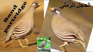 صوت الحجل الرملي song call sand partridge