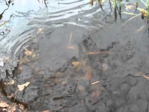 Die Kröte mags nicht gern allein - Geselliges Völkchen das Krötenvolk