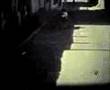 Hello Again-Tommy Guerrero
