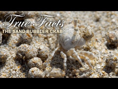 Hilarious: True Facts About the Sand Bubbler Crab