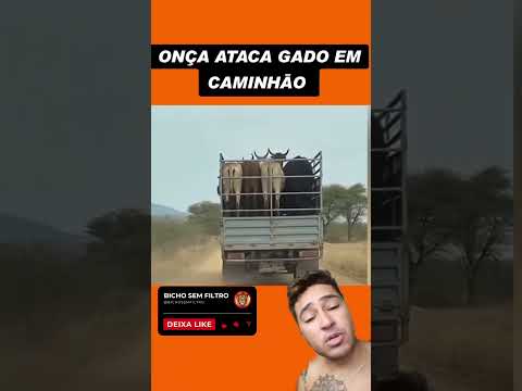 onça ataca gado em caminhão, onça atacando, onça caçando #oncapintada
