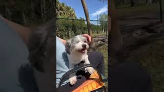 Video preview image #1 Shih Tzu Puppy For Sale in Weston, FL, USA