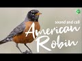 American Robin Bird Sound, Bird Song, Bird Call, Bird Calling, Chirps, American Robin Chirping