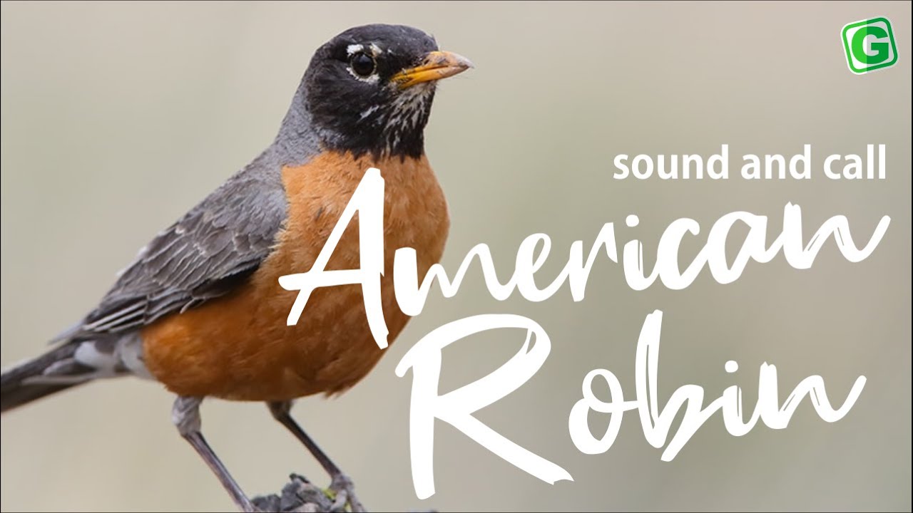 American Robin Bird Sound, Bird Song, Bird Call, Bird Calling, Chirps, American Robin Chirping