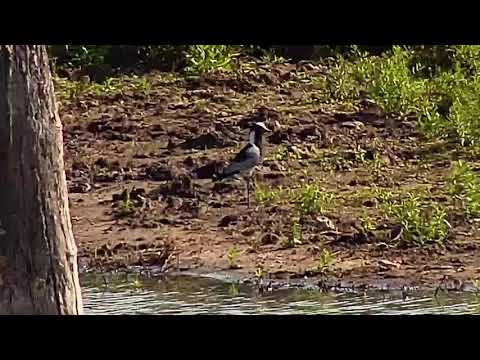 Djuma: Blacksmith Lapwing reacting to Water Monitor Lizard - 09:00 - 04/12/20