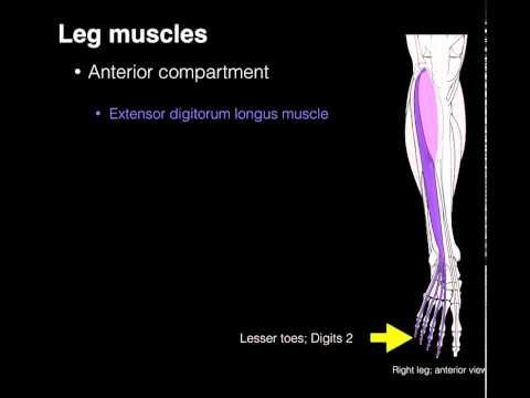 Anterior compartment leg muscles