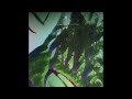 Corben Breathing Fallow Sparrows 2022
