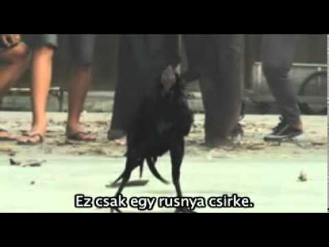 Timus és a rusnya csirke