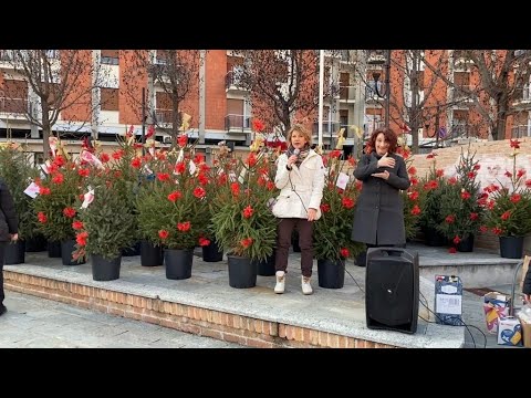 Gli alberelli di Cossato