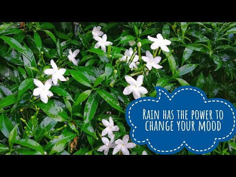 Listen to the rhythm of the falling rain  | best raining  sound in the nature