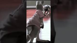 おもしろい、可愛い動物gif集5 #shorts