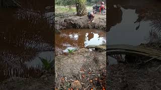 Download lagu mancing di kebun sawit baru kali ini dapat ikan besar warna kuning Aneh 🙏🙏 mp3