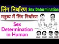 Genetics In Hindi Human Genetics Gender Determination In Human Biology Science Sk