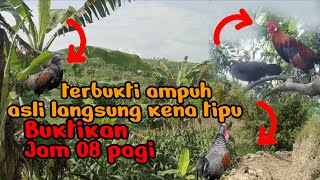 Download lagu Suara Ayam hutan jantan _untuk pikat ayam hutan di alam _pasti langsung kena tipu  mp3