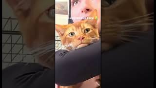 cat compilation #cat #funny #fyp #cute #memes #catshorts #catvideos #youtubeshorts #ytshorts #fypシ