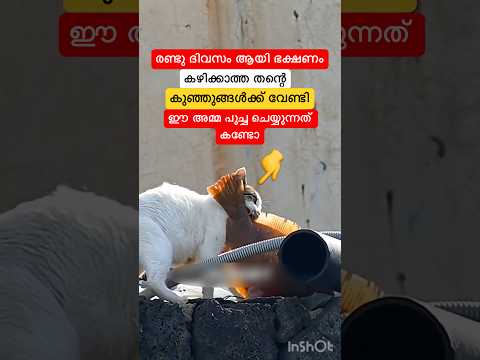 പട്ടിണിയിലായ തന്റെ കുഞ്ഞുങ്ങളെ രക്ഷിക്കാൻ ഈ അമ്മപ്പൂച്ച ചെയ്യുന്നത് കണ്ടോ #short #shortsfeed